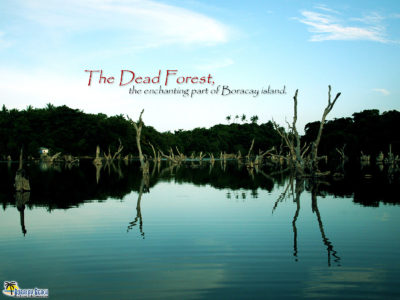 The Dead Forest of Boracay Island Dead Forest Boracay